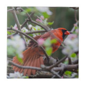 Carreau Cardinal masculin au printemps (Devant)