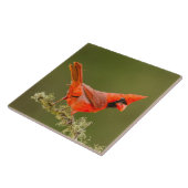 Carreau Cardinal masculin sur le membre (Côté)