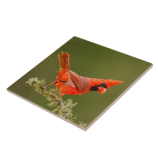 Carreau Cardinal masculin sur le membre (Côté)