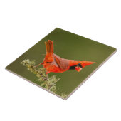 Carreau Cardinal masculin sur le membre (Côté)