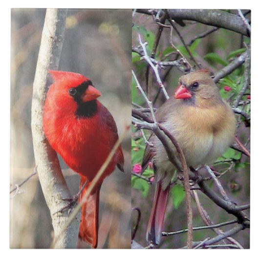 Carreau Cardinal Paire Carrelage en céramique (Devant)
