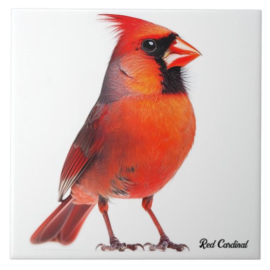 Carreau Cardinal rouge (Devant)