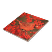 Carreau Cardinal rouge du Nord mâle, IL (Côté)