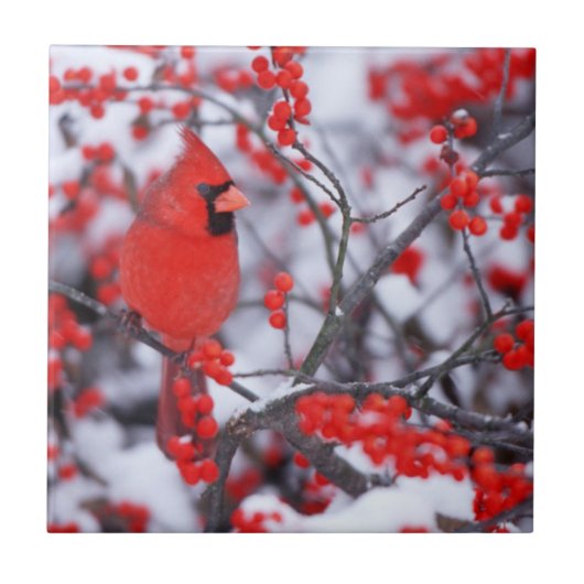 Carreau Cardinal rouge mâle, Hiver, IL (Devant)