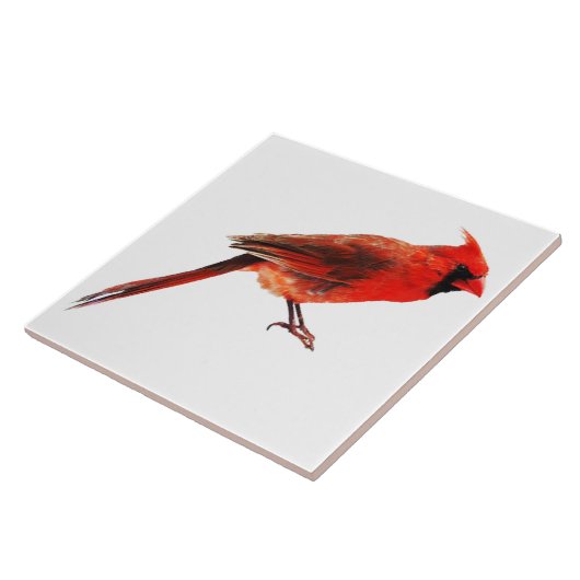 Carreau Cardinal(s) (Côté)