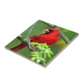 Carreau Cardinaux du nord (Côté)