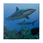 Carreau Caribbean Reef Shark (Devant)