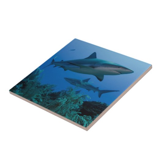 Carreau Caribbean Reef Shark (Côté)