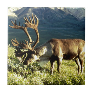 Carreau Caribou d'Alaska