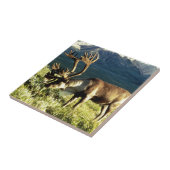 Carreau Caribou d'Alaska (Côté)