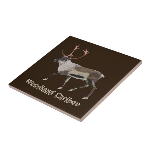 Carreau Caribou des bois (Côté)