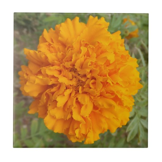 Carreau Carnation orange (Devant)