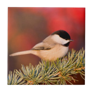 Carreau Carolina Chickadee en Cèdre Blue Atlas