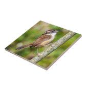 Carreau Carolina Wren (Côté)