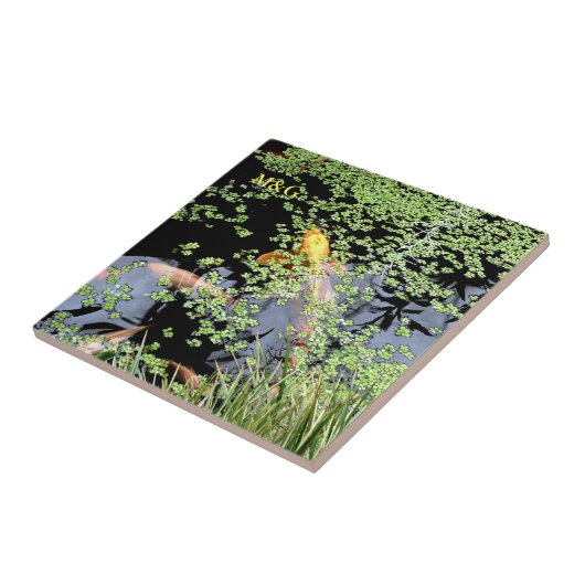 Carreau Carpe (Côté)