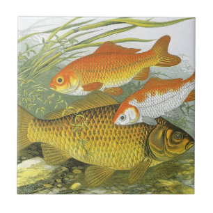 Carreau Carpe Koï Poisson Rouge, Vie Maritime Aquatique An