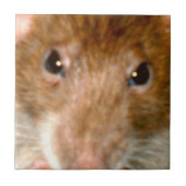 Carreau Carrelage à visage de rat mignon (Devant)