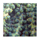 Carreau Carrelage alimentaire (Devant)