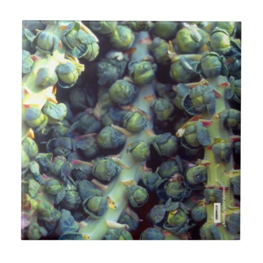 Carreau Carrelage alimentaire (Devant)