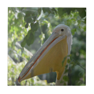 Carreau Carrelage avec du pélican amusant