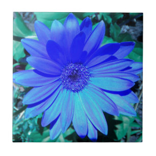 Carreau Carrelage bleu Gerbera
