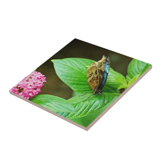 Carreau Carrelage bleu Morpho 143 (Côté)