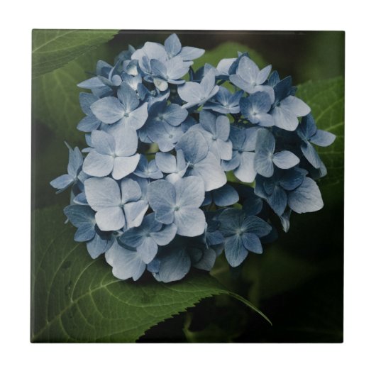 Carreau Carrelage Blue Hydrangea 8515 (Devant)