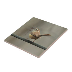 Carreau Carrelage Carolina Wren Songbird