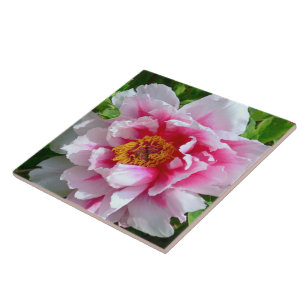 CARREAU CARRELAGE CÉRAMIQUE/ROSE FRILLY-ROSE & PEONNE BLAN