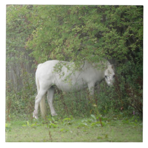 Carreau Carrelage Cheval Blanc timide