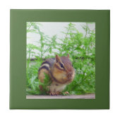 Carreau Carrelage Chipmunk (Devant)