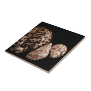 Carreau Carrelage Cowrie Cones