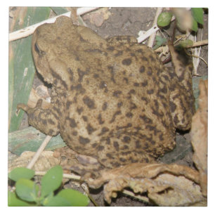 Carreau Carrelage Crapaud Commun Européen