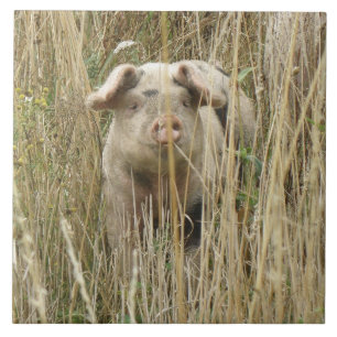 Carreau Carrelage de cochon joli