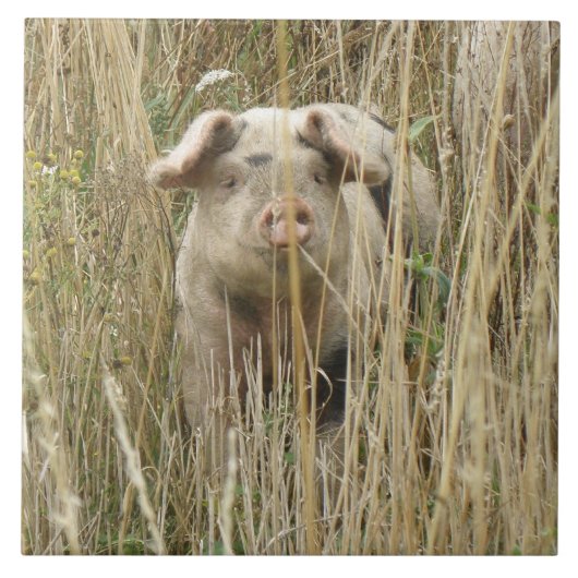 Carreau Carrelage de cochon joli (Devant)