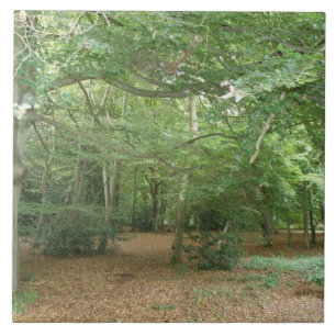 Carreau Carrelage de défrichement des bois