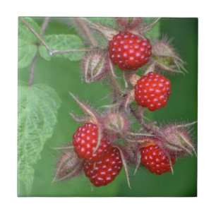 Carreau Carrelage de framboise sauvage