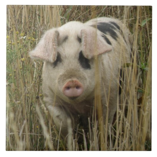 Carreau Carrelage de porc mignon (Devant)