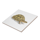 Carreau Carrelage de tortue de boîte orientale (Côté)