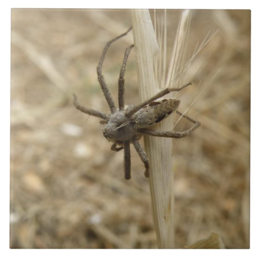 Carreau Carrelage déplaisant Crawly Spider (Devant)