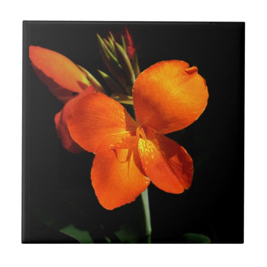 Carreau Carrelage d'orchidées éblouissant (Devant)