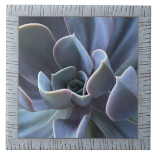 Carreau Carrelage en céramique 6"x 6" avec belle succulenc