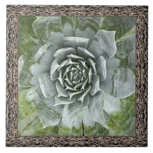 Carreau Carrelage en céramique 6"x 6" avec belle succulent (Devant)