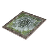 Carreau Carrelage en céramique 6"x 6" avec belle succulent (Côté)