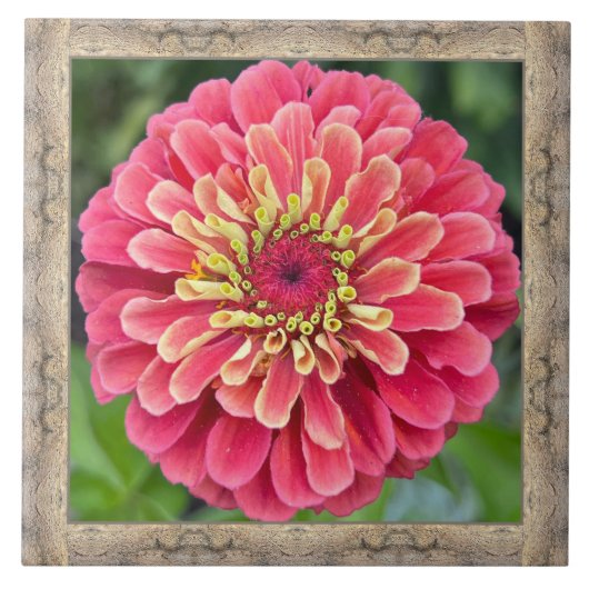 Carreau Carrelage en céramique 6"x 6" avec Zinnia rose ray (Devant)