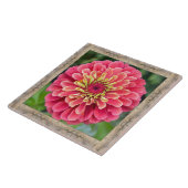 Carreau Carrelage en céramique 6"x 6" avec Zinnia rose ray (Côté)