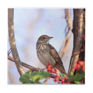 Carreau Carrelage en céramique avec photo d'ermite thrush