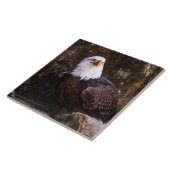 Carreau Carrelage en céramique Bald Eagle (Côté)