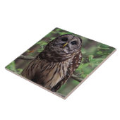 Carreau Carrelage en céramique Barred Owl (Côté)