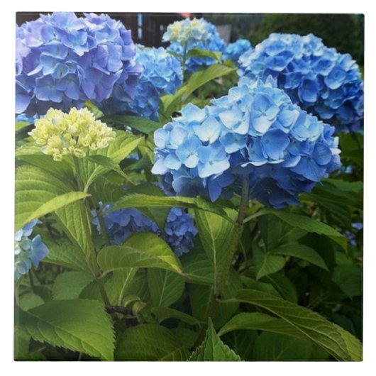Carreau Carrelage en céramique bleu Hydrangea Fleur (Devant)
